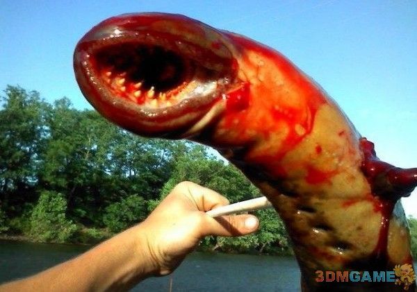 慎入!深夜重口味:古老鱼类七鳃鳗的血盆大口
